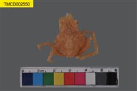 藏品(窄小并額蟹)的圖片